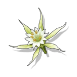 Blade Blossom